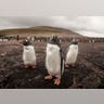 Magellanic penguins 7