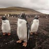 Magellanic penguins 7
