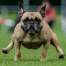 A French bulldog speeds across the 50 meter course during the Pug and Bulldog Race 2017 in Wernau, Germany, September 3, 2017