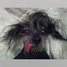 Ugly_Dog_2013___Boolah