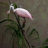 Roseate_Spoonbill