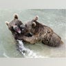 Bears_Wrestle_in_Switzerland