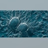 Contains Antibacterial Properties