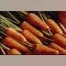 Carrots_use