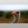 Ostrich