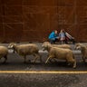 Spain_Sheep_Crossing_Garc_4_