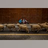 Spain_Sheep_Crossing_Garc_4_
