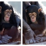 A baby chimp shows a variety of expressions