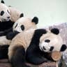 Giant Chinese Pandas