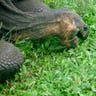 Giant_Tortoise_Chomping_Grass_on_Santa_Cruz_Island