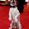 Uggie the dog from The Artist 