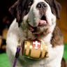 dog_show3__15_