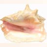 11. Conch Shell