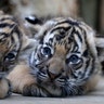 Two cubs of critically endangered Malayan tigers lie in their enclosure at the zoo in Prague, November 14, 2017