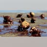 Hermit Crabs