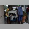 Joshua Garcia and Jesse Cardenas carry rescued dogs into an evacuation center in Bellaire, Texas, Monday