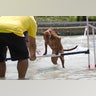 Brazil_Dog_Olympics__14_