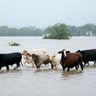 Cattle are stranded in a flooded pasture on Highway 71 in La Grange, Texas, after Hurricane Harvey on Monday