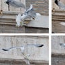 Vatican_Pope_Doves_4