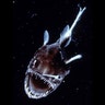 Deep-Sea Anglerfish