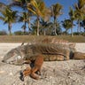 That's One Chilly Iguana