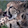 Newly-born cheetah cubs and their mother Savannah in their enclosure at Prague Zoo, Czech Republic, July 31, 2017