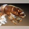 Moth Larvae