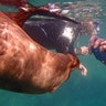 Baja, Mexico- Sea lion swim
