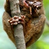 tarsier