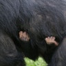 The hands of a baby chimp cling to its mother at Chimp Haven