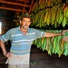 A tobacco farmer