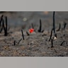 A flower shoots through a landscape razed by wildfires in Chile's Cauquenes community.  The national forestry agency says Chile's raging wildfires have destroyed nearly 904,000 acres (366,000 hectares) 