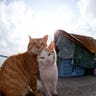 Cat_Island_16