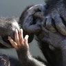 A baby chimp's hands touch those of other chimps at Chimp Haven