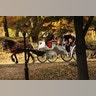 Horse_Central_Park_6