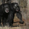 Two chimps walk together at Chimp Haven