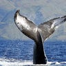 humpback whales12