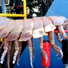 Side View of Giant Isopod