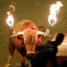 Flaming Spanish Bull