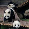 Panda Cubs Tumble