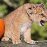 Halloween_at_the_zoo_1