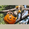 Halloween_at_the_zoo_4