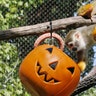 Halloween_at_the_zoo_4