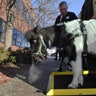 Panda is a miniature guide horse