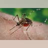 Aedes_aegypti