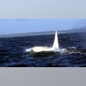 Albino_Orca_9