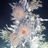 Lost World Antarctica: Anemones bacteria and barnacles E9