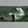 How Do Animals Beat the Heat?
