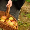 Apple Picking