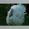 Apple the Thanksgiving Turkey at the White House..jpg
